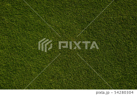 background of green grass background of green grass 54280304