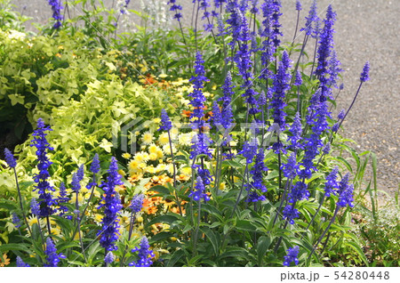 ブルーサルビア：サルビアファリナセナの植栽花壇 54280448