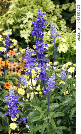 16:9 ブルーサルビア:サルビアファリナセナの植栽花壇 16:9 ブルーサルビア:サルビアファリナセナの植栽花壇 54280523