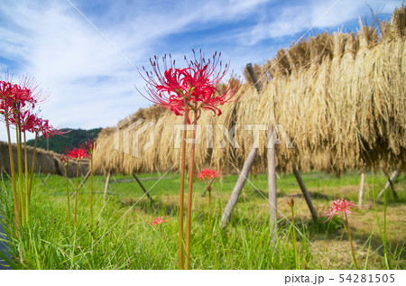 彼岸花と稲架掛け 54281505