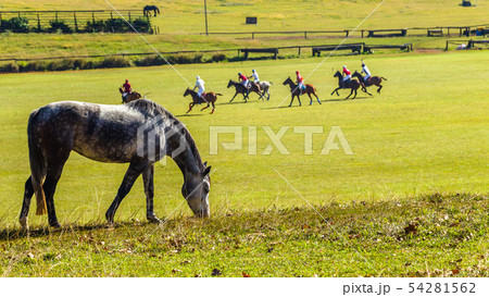 Horses Polo Players Field Landscape 54281562