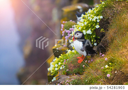Cute iconic puffin bird, Iceland 54281903