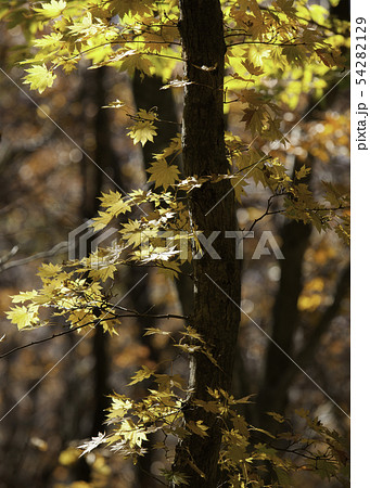 紅葉したモミジのアップ写真です 暗い背景にモミジが鮮明です 高画質撮影です 広島県の写真素材