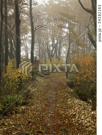 比婆山の山頂ルートに霧が出ています・霧の紅葉風景は静かでいい雰囲気です。 比婆山の山頂ルートに霧が出ています・霧の紅葉風景は静かでいい雰囲気です。 54282163