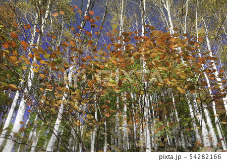 比婆山連峰の紅まんさくの紅葉風景です。バックは白樺林と青空です。鮮やかな色合いをどうぞ。広島県 比婆山連峰の紅まんさくの紅葉風景です。バックは白樺林と青空です。鮮やかな色合いをどうぞ。広島県 54282166