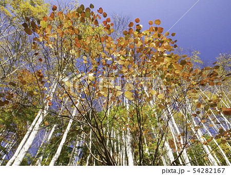 比婆山の紅まんさくの紅葉風景です。バックは白樺林と青空です。この鮮やかさをどうぞ。広島県 54282167