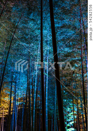 偕楽園 孟宗竹林 ライトアップ風景 (茨城県水戸市) ※2019年3月 偕楽園 孟宗竹林 ライトアップ風景 (茨城県水戸市) ※2019年3月 54282556