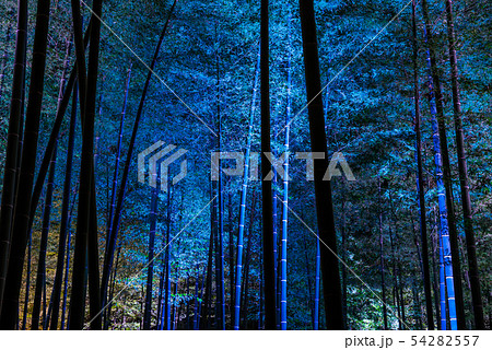 偕楽園 孟宗竹林 ライトアップ風景 (茨城県水戸市) ※2019年3月 偕楽園 孟宗竹林 ライトアップ風景 (茨城県水戸市) ※2019年3月 54282557