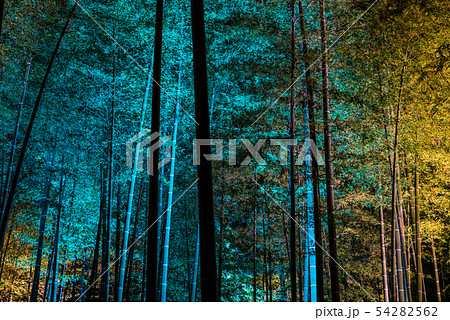 偕楽園 孟宗竹林 ライトアップ風景 (茨城県水戸市) ※2019年3月 偕楽園 孟宗竹林 ライトアップ風景 (茨城県水戸市) ※2019年3月 54282562