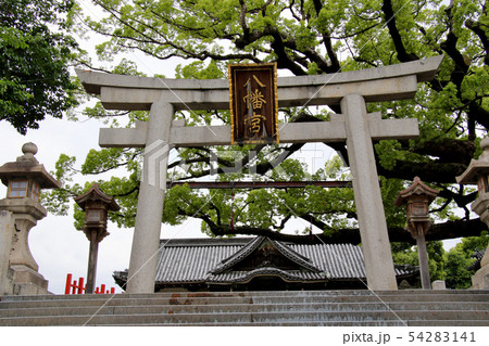 百舌鳥八幡宮　鳥居越しに本殿を望む 54283141