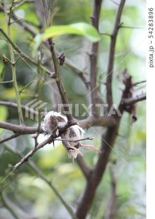 百舌鳥の早贄09 54283896