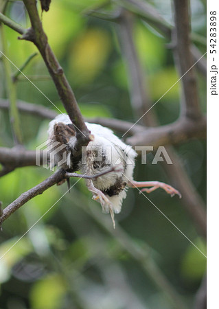 百舌鳥の早贄11 54283898