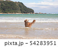海で遊ぶ犬 54283951