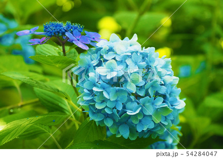 アジサイ（雨上がり） 54284047