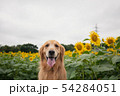 ヒマワリ犬 54284051