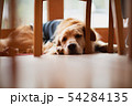 眠い犬 54284135