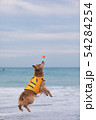 海でジャンプ 54284254