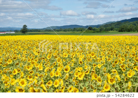 ひまわり畑（北海道・智恵文） 54284622