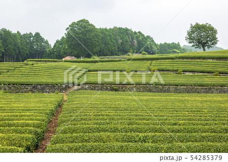 大熊笹場（梅雨） 54285379