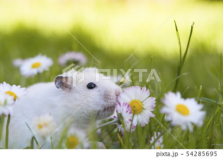 white hamster white hamster 54285695