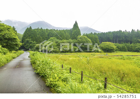 小田貫湿原（梅雨） 54285751