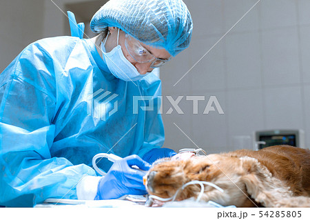 Veterinary dentistry. Dentist surgeon veterinarian 54285805