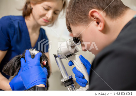 A veterinary ophthalmologist makes a medical A veterinary ophthalmologist makes a medical 54285851