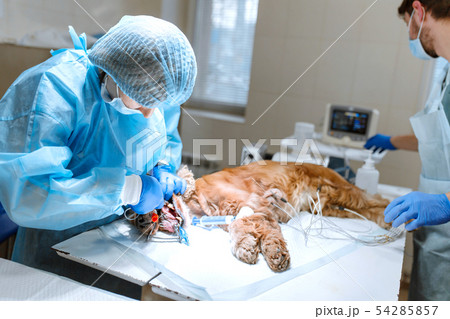 Veterinarians prepare the dog for an operation to Veterinarians prepare the dog for an operation to 54285857