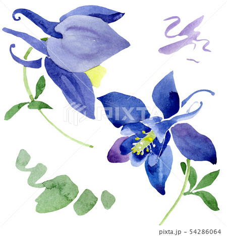 Blue aquilegia floral botanical flowers. Watercolor background set. Isolated aquileqia illustration Blue aquilegia floral botanical flowers. Watercolor background set. Isolated aquileqia illustration 54286064