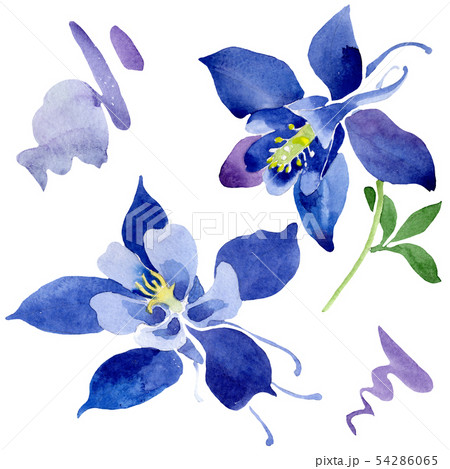 Blue aquilegia floral botanical flowers. Watercolor background set. Isolated aquileqia illustration Blue aquilegia floral botanical flowers. Watercolor background set. Isolated aquileqia illustration 54286065