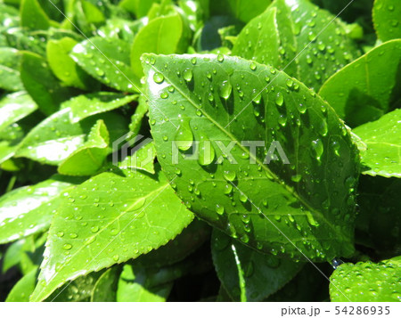 新緑 54286935