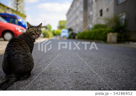 駐車場のキジトラ猫 駐車場のキジトラ猫 54286952