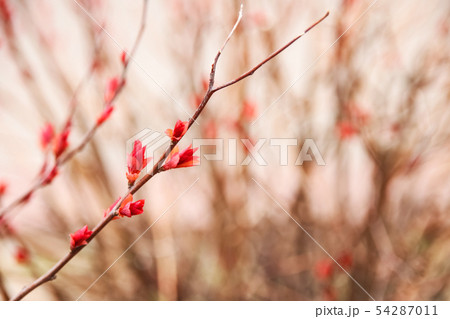 Red flowers on a bare branch of a bush Red flowers on a bare branch of a bush 54287011