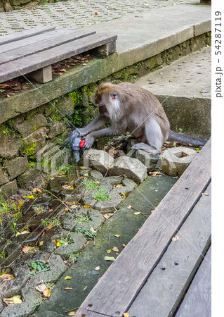 Wild monkey drink water from tap in sacred Monkey Wild monkey drink water from tap in sacred Monkey 54287119