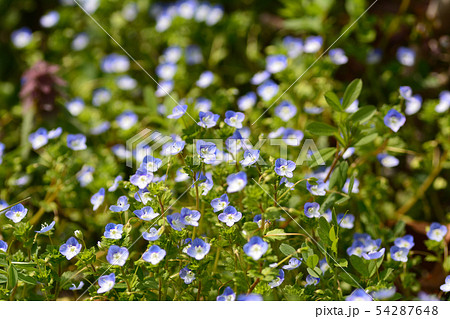 オオイヌノフグリ 54287648