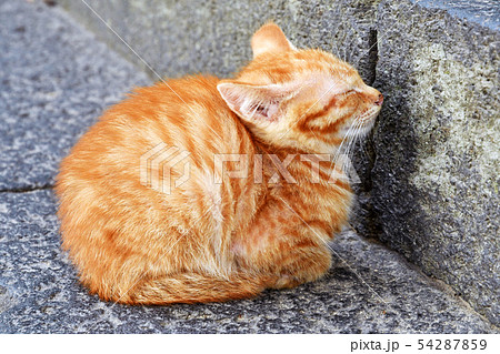 子ネコ かわいい 小猫 ネコの写真素材