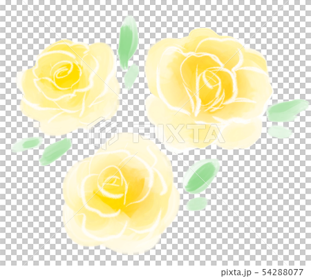 Rose yellow Rose yellow 54288077