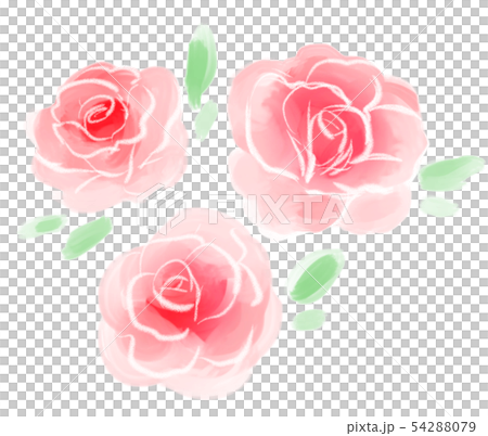 Roses red 54288079