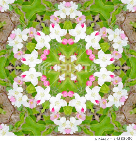 白い林檎の花のパターン 白い林檎の花のパターン 54288080