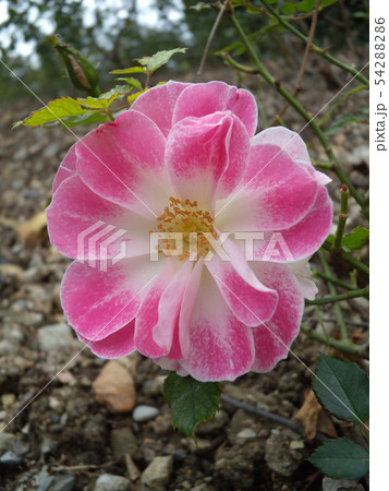 Close-up Beautiful pink rose in a garden. 54288286