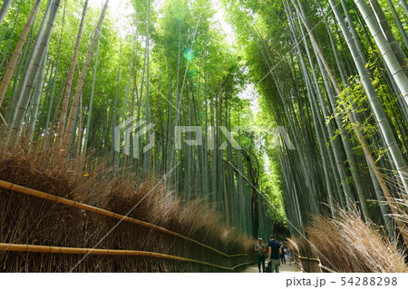 嵐山　竹林の道 54288298