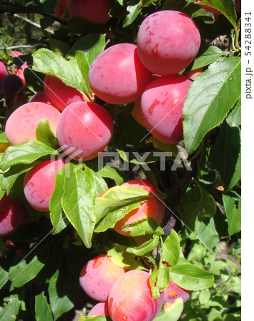 Closeup of delicious ripe plums on tree branch in 54288341