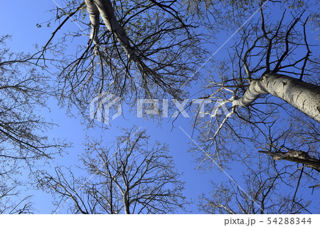 Trees without leaves against the blue sky without 54288344