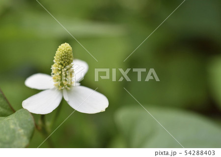 ドクダミ 54288403