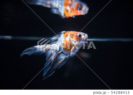 金魚 54288413