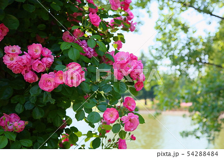 バラの花　アンジェラ 54288484