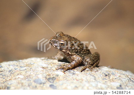 ツチガエル 54288714