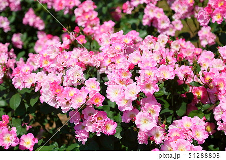 バラの花　さらさ 54288803