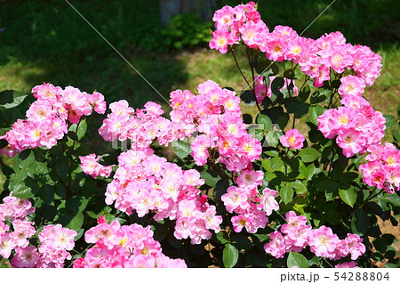 バラの花 さらさ バラの花 さらさ 54288804