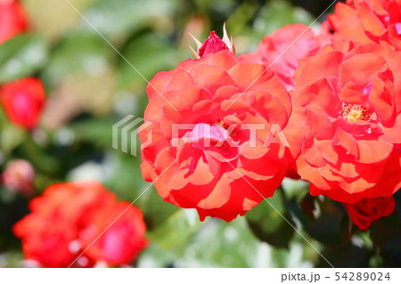 バラの花　オリンピックファイヤー 54289024